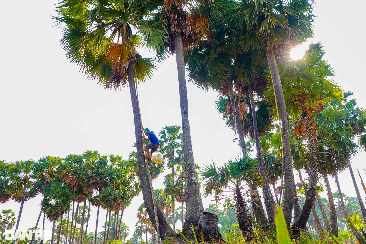 Mật hoa thốt nốt có tốt không?