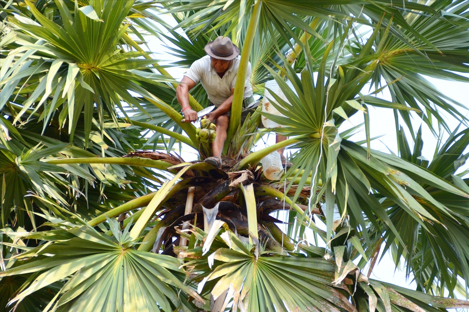 Mật hoa thốt nốt có tốt không?