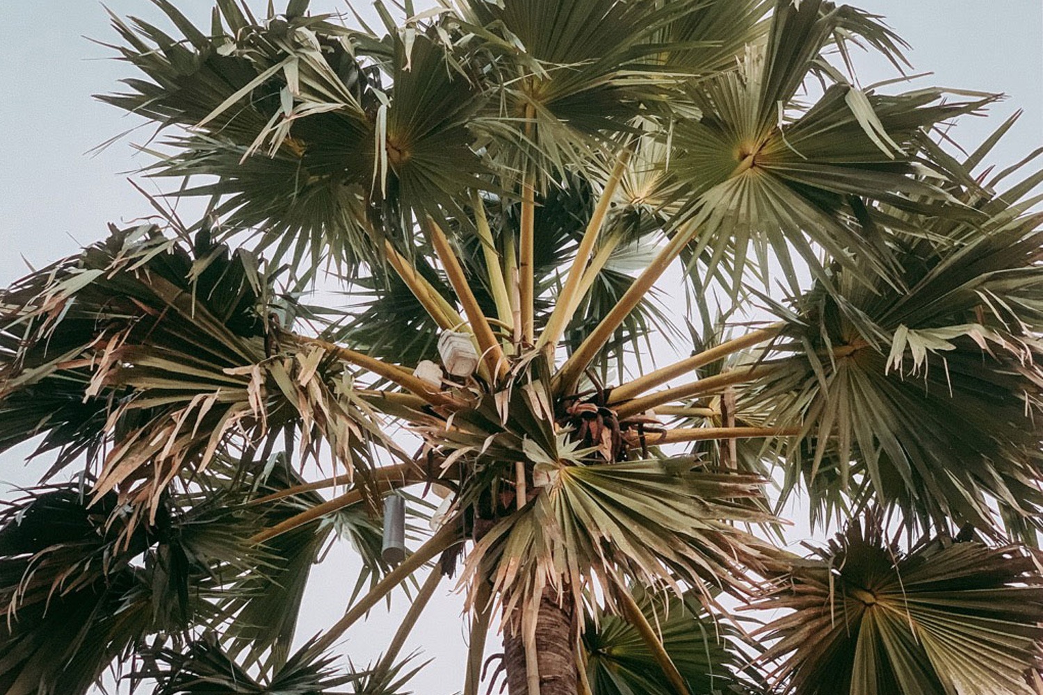 Nhược điểm mật hoa thốt nốt