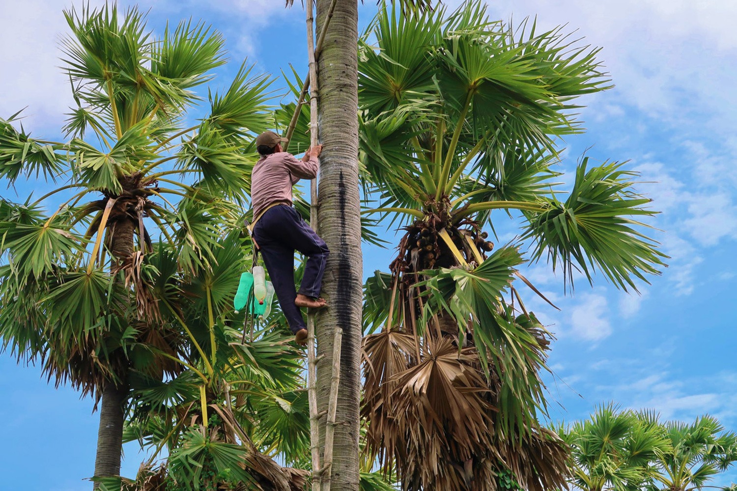 Mật hoa thốt nốt là gì