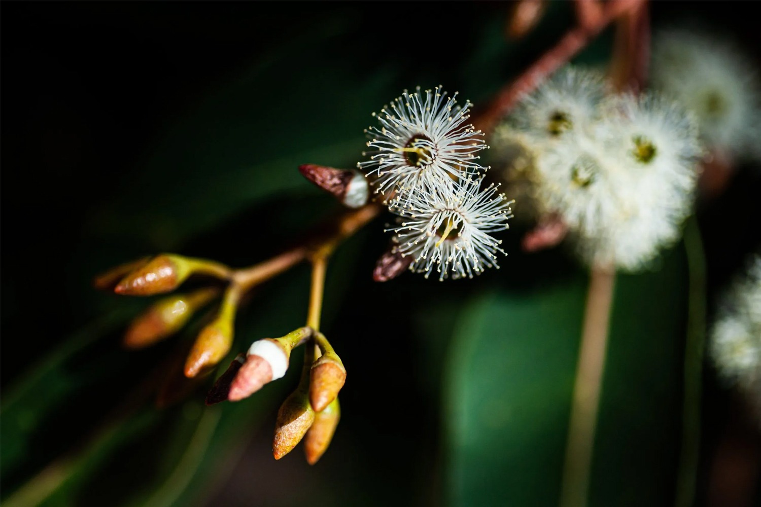 Mua Mật Ong Jarrah chính hãng ở đâu?