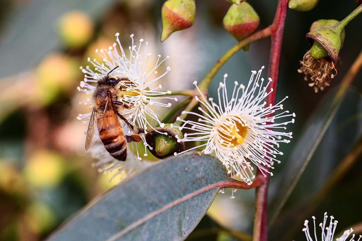 Mật Ong Jarrah là gì